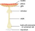 Structure of fruiting body of fly agaric Amanita muscaria mushroom Royalty Free Stock Photo